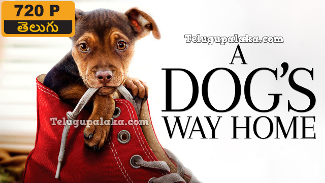 A Dog's Way Home (2019) Telugu Dubbed Movie